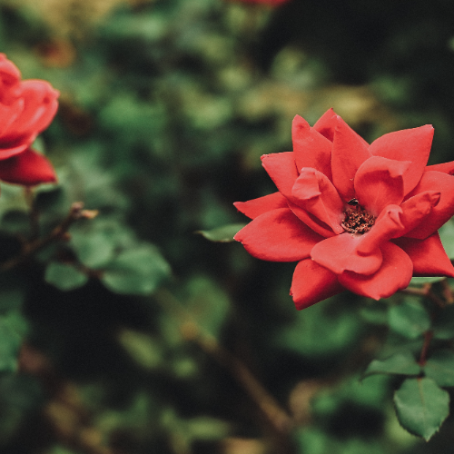 wallhaven-x8ol6l_50…