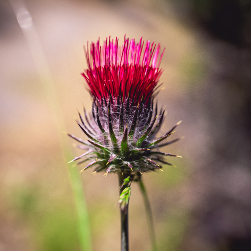 wallhaven-po2vp9_50…