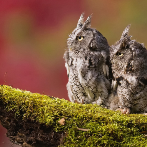 wallhaven-43pj26_50…