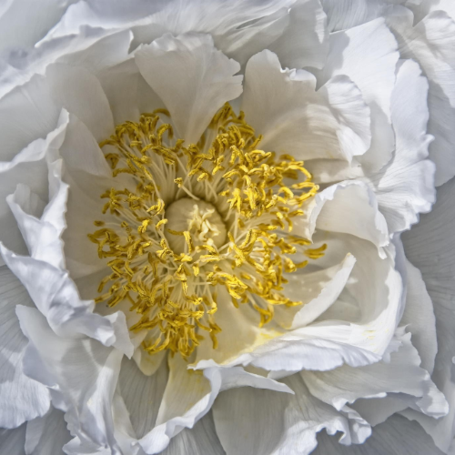 wallhaven-odgjl5_50…